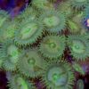 Camouflage Zoanthids (Zoanthus solanderi) - Image 2