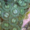 Camouflage Zoanthids (Zoanthus solanderi) - Image 3