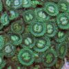 Camouflage Zoanthids (Zoanthus solanderi) - Image 4