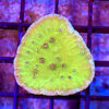 Green Cup Coral (Turbinaria bifrons) - Image 2