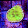 Green Cup Coral (Turbinaria bifrons) - Image 3