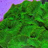Electric Green Tonga Mushroom (Rhodactis Inchoata) - Image 2