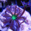 Kaleidoscope Clove Polyps (Clavularia papaya) - Image 3