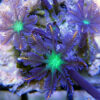 Kaleidoscope Clove Polyps (Clavularia papaya) - Image 2