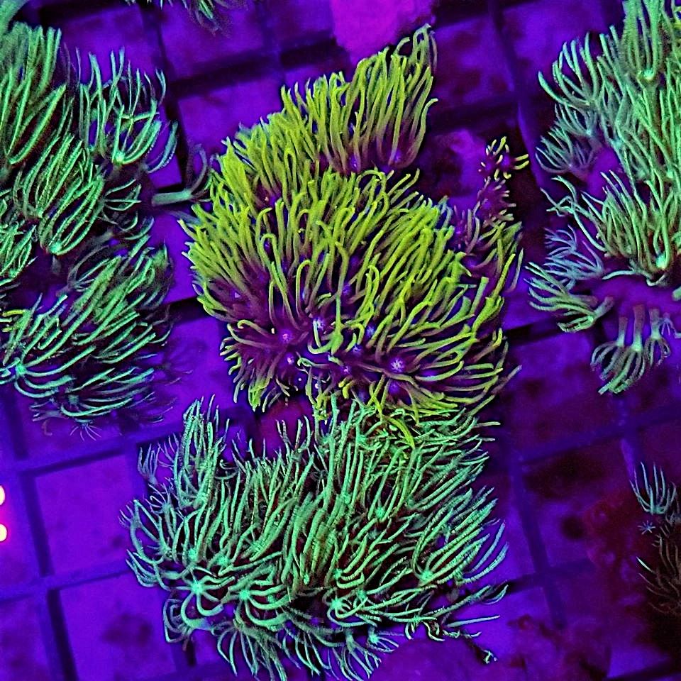 Branching Green Star Polyps (GSP) – Clay's Corals