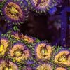 Nirvana Zoanthids (Zoanthus sansibericus) - Image 2