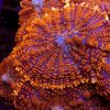 Orange Rhodactis Mushroom (Rhodatis Inchoata) - Image 2