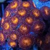 Essential Easy Frags - Image 8