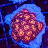 Essential Easy Frags - Image 2