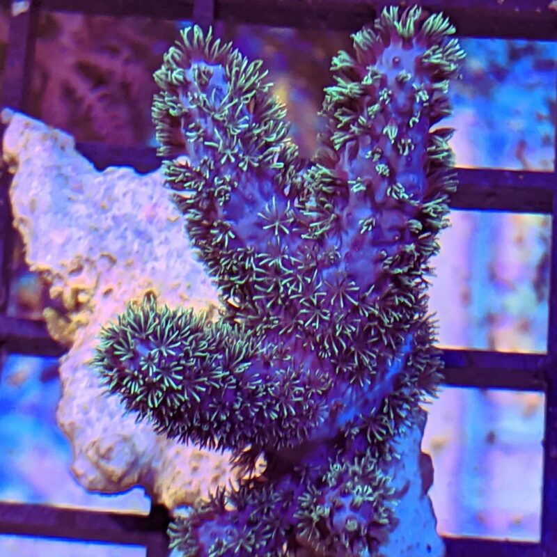 Metallic Green 1" King Corals LPS SPS Polyp Acan Cabbage Leather Coral 