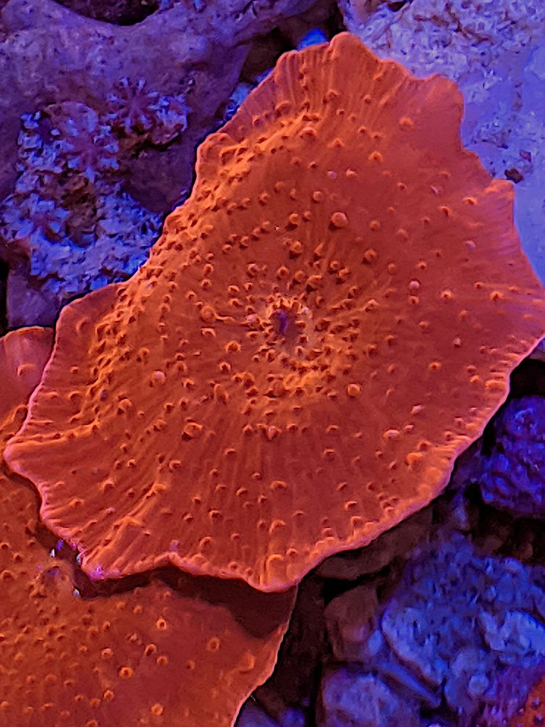 Mushroom ferrugata) - The Reef