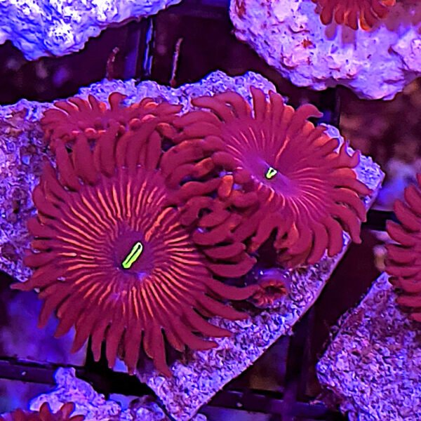 Rasta Zoanthid (Zoanthus sansibaricus) The Reef Farm