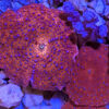 Superman Mushroom (Discosoma coerula) - Image 2