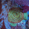 Swirl Mushroom (Discosoma coerula) - Image 3