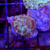 Swirl Mushroom (Discosoma coerula) - Image 2