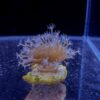 Weeping Willow Toadstool (Sarcophyton sp.) - Image 2
