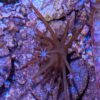 Weeping Willow Toadstool (Sarcophyton sp.) - Image 3