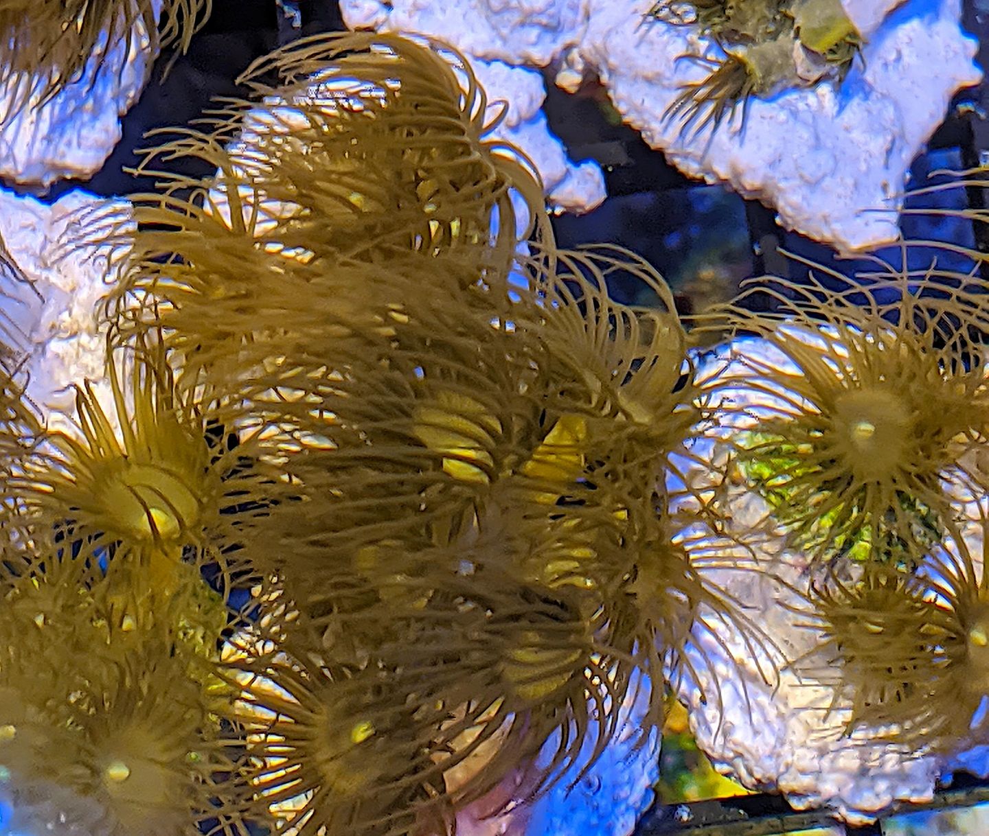 Yellow Polyps (Parazoanthus axinellae) - The Reef Farm