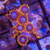 Fire & Ice Zoanthid (Zoanthus sp.) - Image 2