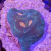 Agape Favia (Favia sp.) - Image 2