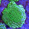 Green Leptastrea (Leptastrea sp.) - Image 2