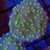 Hollywood Stunner Chalice (Echinopora lamellosa) - Image 2
