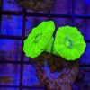 Kryptonite Candy Cane (Caulastrea furcata) - Image 2