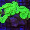 Kryptonite Candy Cane (Caulastrea furcata) - Image 3