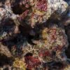TRF Aquacultured Liverock - Image 2