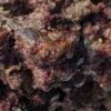 TRF Aquacultured Liverock - Image 3