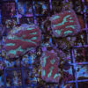 Mint Star Brain (Favites russelli) - Image 2