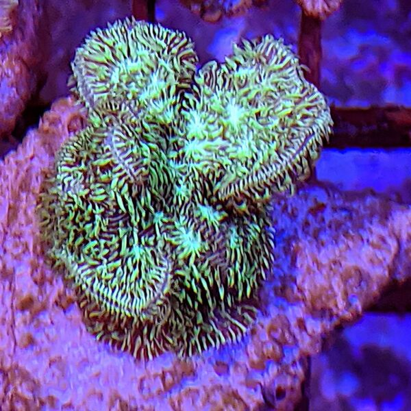 Elkhorn Monti (Montipora hirsuta) - The Reef Farm