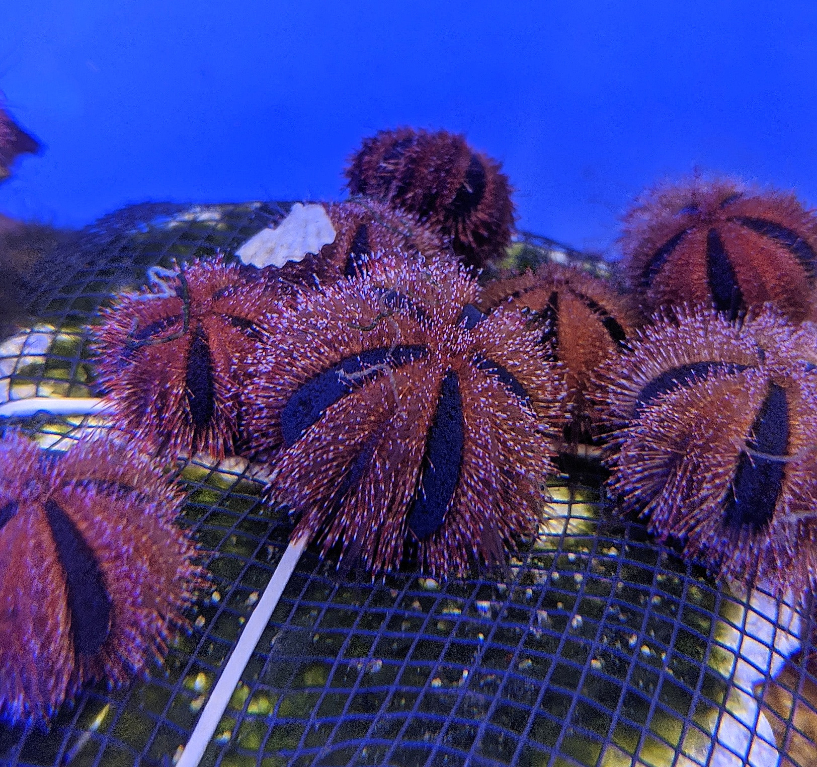 Tuxedo Urchin (Mespilia The Reef Farm