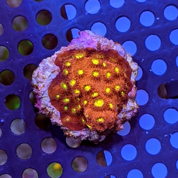 Galaxy Coral (Galaxea fascicularis) The Reef Farm