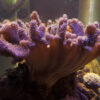 Crown Leather (Lobophytum sp.) - Image 2