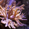 Finger Leather (Sinularia polydactyla) - Image 2