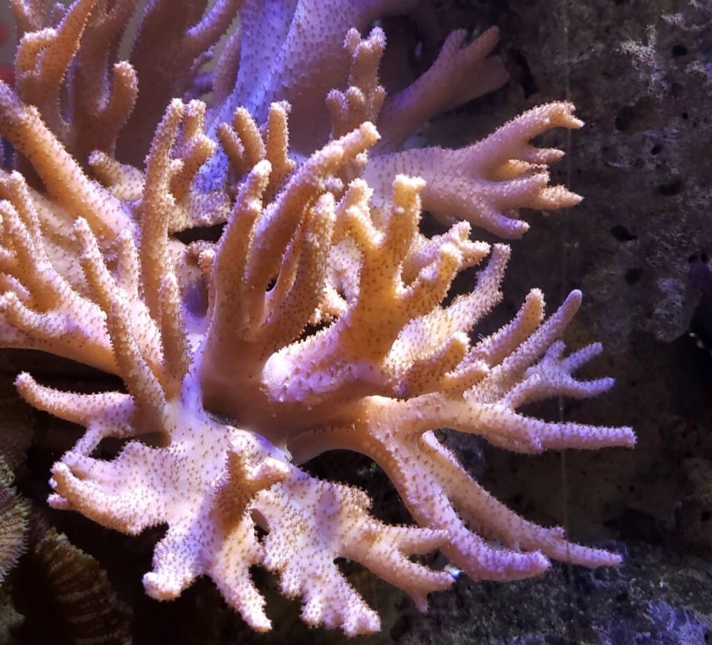 Finger Leather (Sinularia polydactyla) The Reef Farm