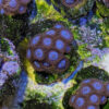 Tubbs Blue (Zoanthus danae) - Image 2