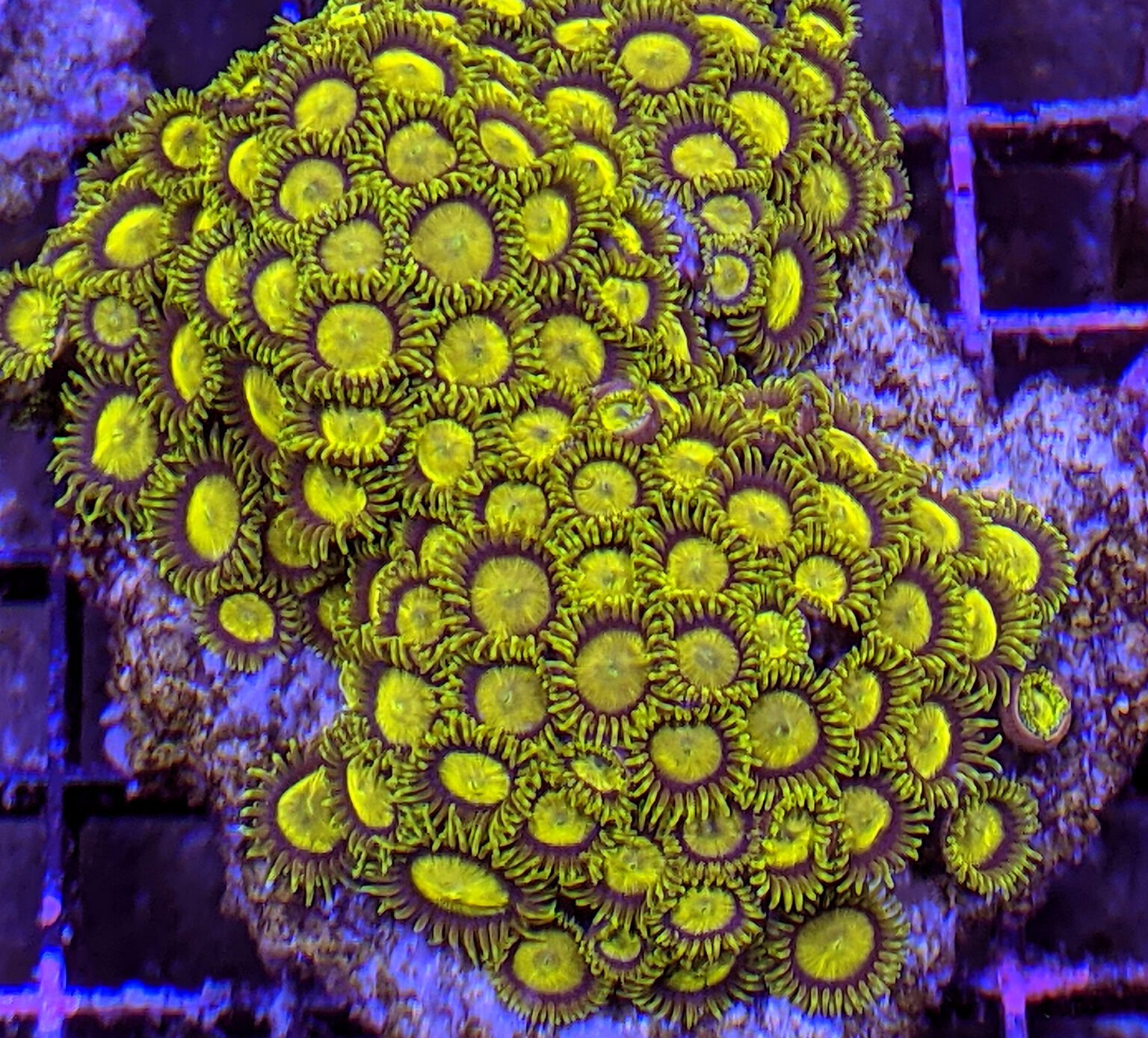 King Midas (Zoanthus sansibaricus) The Reef Farm