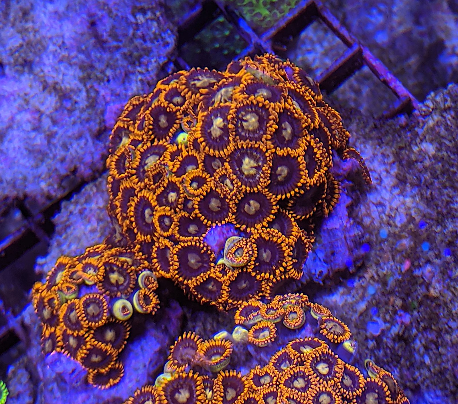 Orange Sunburst Zoa Zoanthus Sp The Reef Farm Orange Sunburst Zoa Zoanthus Sp The Reef Farm