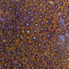 Orange Sunburst Zoa (Zoanthus sp.) - Image 2