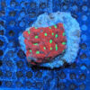 Bi-Color War Coral (Favites Pentagona) - Image 3