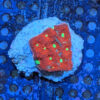 Bi-Color War Coral (Favites Pentagona) - Image 2