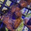 Blue Ridge Coral (Heliopora coerulea) - Image 2