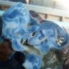 Blue Ridge Coral (Heliopora coerulea) - Image 3