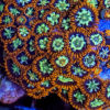 Choice Select Frags - Image 5