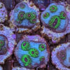Choice Select Frags - Image 3