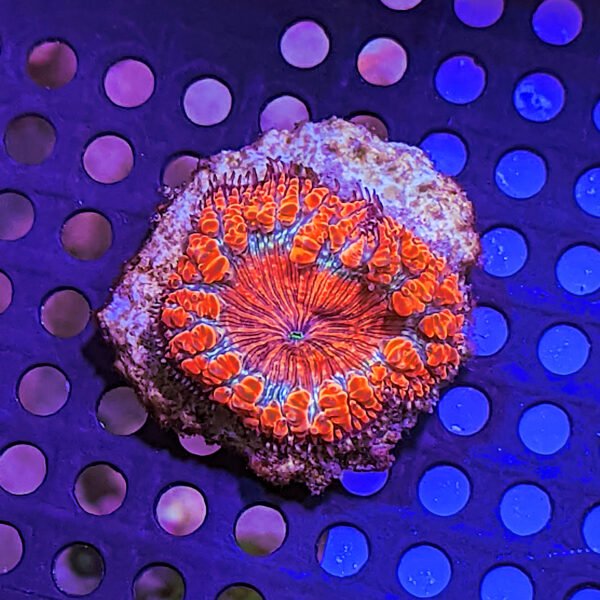 Galaxy Coral (Galaxea fascicularis) The Reef Farm