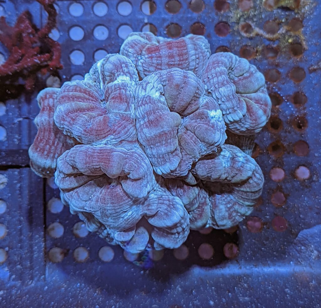 Blue Candy Cane (Caulastrea furcata) - The Reef Farm