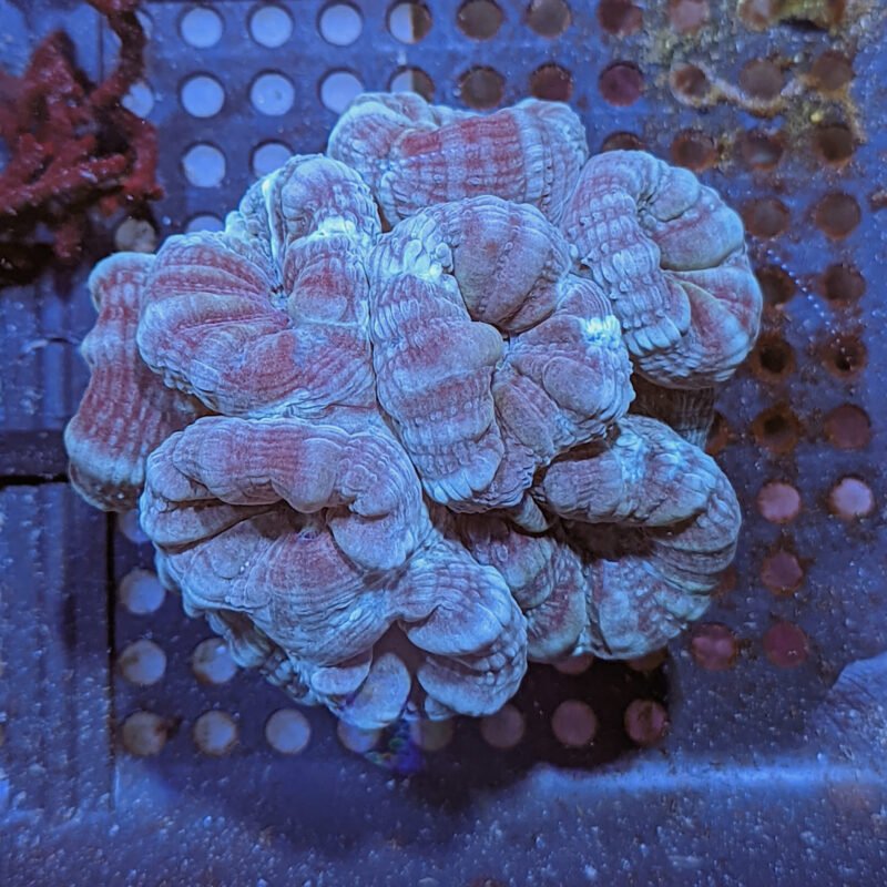 thumbnail image 2 of Live Coral Teal Candy Cane LPS Polyp (Caulastrea) - WYSIWYG 1 Head 2 of 5